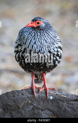 Red-necked spurfowl (Francolinus afer), South Luangwa National Park, Sambia Stock Photo