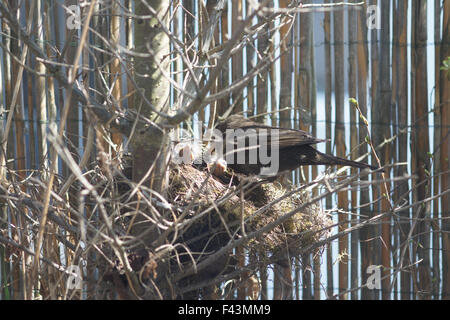 Blackbird Stock Photo