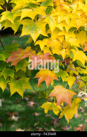 Acer cappadocicum rubrum. Red Cappadocian maple tree leaves in autumn Stock Photo