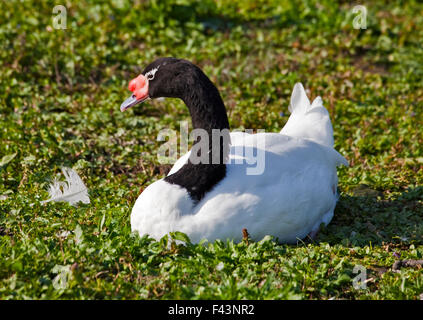 Black Necked Swan (cygnus melancoryphus) Stock Photo