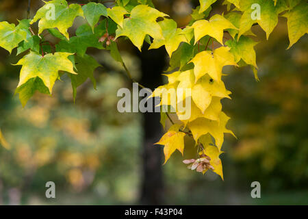 Acer cappadocicum rubrum. Red Cappadocian maple tree leaves in autumn Stock Photo