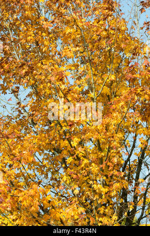 Acer Saccharum Nigrum. Black Maple tree leaves in autumn Stock Photo