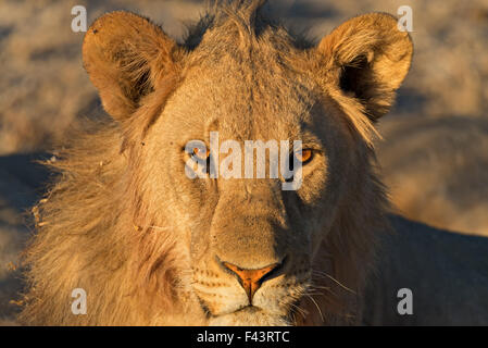 Young aggressive male lion staring at the photographer just before sunset in Etosha National Park, Namibia