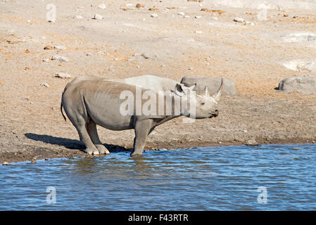 Black rhinoceros (Diceros bicornis) at a waterhole in Etosha National Park, Namibia Stock Photo