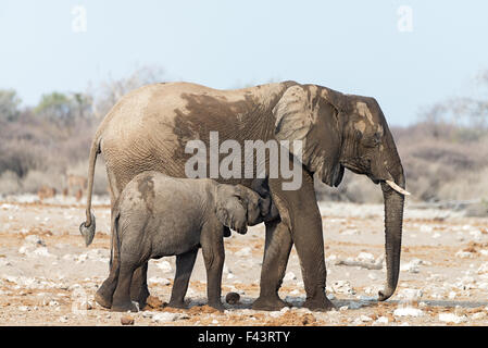 Young Elephant suckling its mother after a visit to a waterhole in Etosha National Park, Namibia Stock Photo