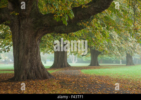 Misty morning in Henrietta Park, Bath, Somerset, England. Stock Photo