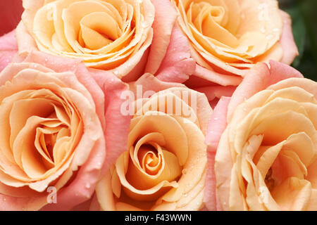 Bunch of orange and red beautiful roses. Stock Photo