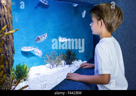Young man looking at fish in tank Stock Photo