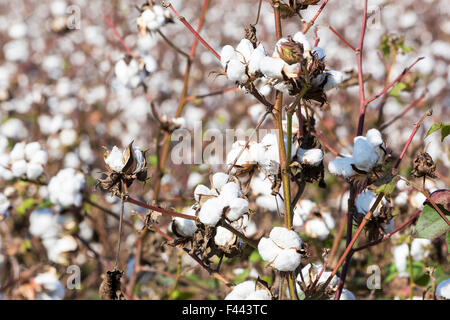 Cotton fields white with ripe cotton ready for harvesting Stock Photo