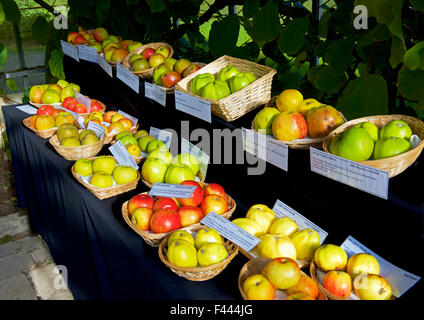 Display of apple varieties at Harlow Carr, the Royal Horticultural Society's gardens, nr Harrogate, North Yorkshire, England UK Stock Photo