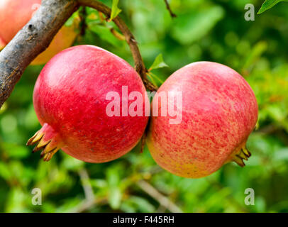 closeup of some ripe pomegranate fruits hanging on the tree Stock Photo