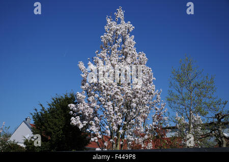 Fastigiate flowering cherry Stock Photo