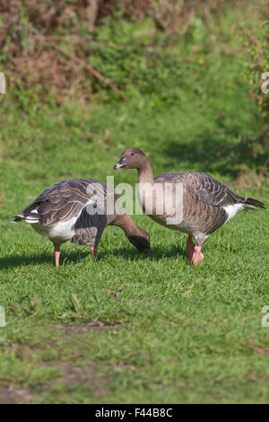 Pink-footed Geese (Anser brachyrhynchus). Stock Photo