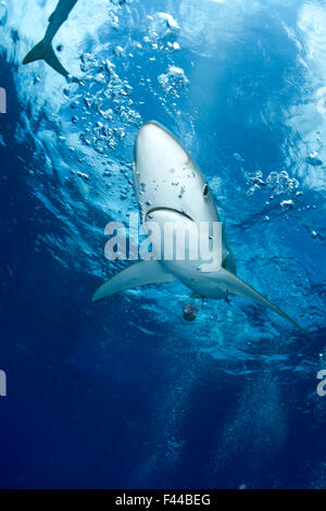 Great Blue shark (Prionace glauca) viewed from just below the surface, Pico Island, Azores, Portugal, Atlantic Ocean Stock Photo