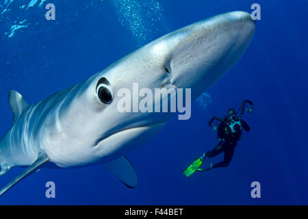 Great Blue shark (Prionace glauca) close up with scuba diver photographer behind, Pico Island, Azores, Portugal, Atlantic Ocean Stock Photo
