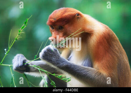 Group of proboscis (long-nosed) monkeys eating on feeding platform ...