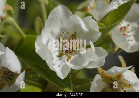 Pear tree Stock Photo