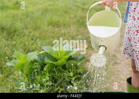 Watering can pouring water over flowers Stock Photo