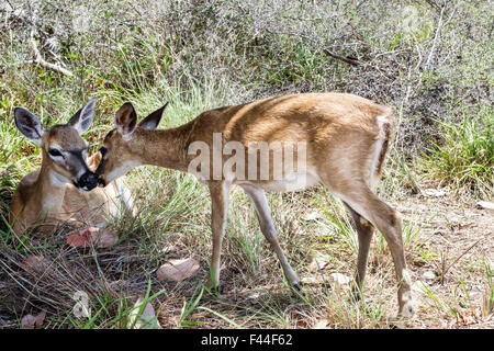 Florida Keys,Big Pine Key,Key deer,Odocoileus virginianus clavium,endangered,white-tailed,doe,fawn,FL150510012 Stock Photo
