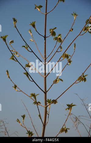 Sycamore maple Stock Photo