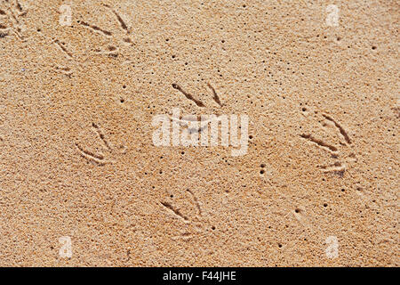 Seagull footprint on the sand Stock Photo