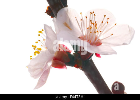 Almond white flowers Stock Photo