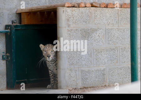 Male Arabian Leopard (Panthera pardus nimr) looking out at its enclosure, at the Arabian Wildlife Centre & captive-breeding project, Sharjah, United Arab Emirates. March 2013 Stock Photo