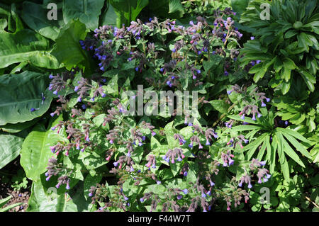 Longleaved lungwort Stock Photo