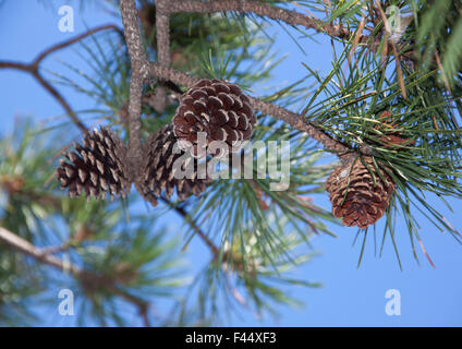 Pitch pine (Pinus rigida) cones and needles on branches in Massachusetts, United States. Stock Photo