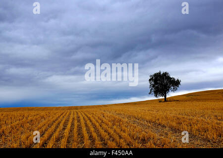 Tree in an harvested wheat field around Villamayor de Monjardin,Navarre, Spain Stock Photo