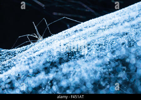 Spider on spider web shining with light reflecting on droplets Stock Photo