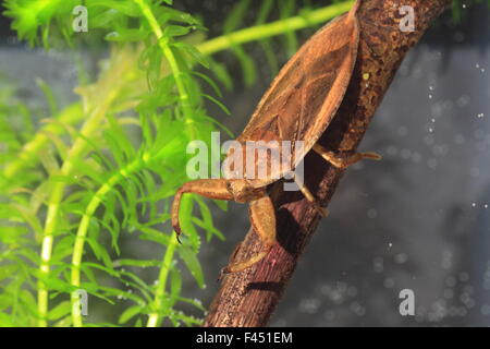 Giant water bug (Lethocerus deyrollei) in Japan Stock Photo