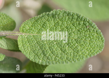 Sage Stock Photo