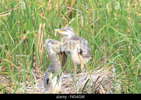 Grey Heron (Ardea cinerea) nesting in Japan Stock Photo