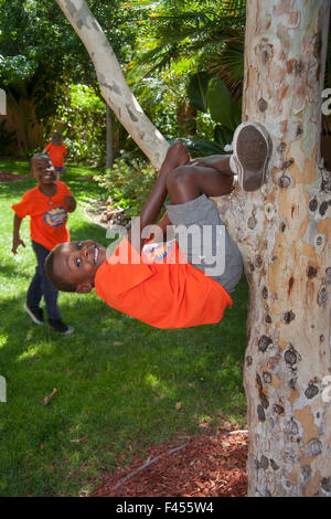 Wearing a T shirt and jogging shoes, an African American boy climbs a convenient tree in Laguna Niguel, CA. Note brother in background.