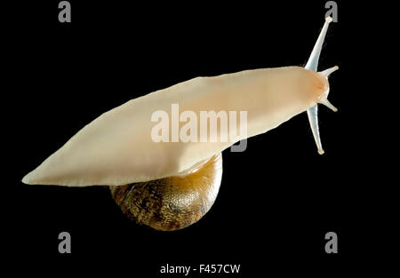 The muscular foot of a Cornu aspersum or garden snail is seen from below as it crosses a window. It is a terrestrial pulmonate gastropod mollusc in the family Helicidae. Note tentacles on head. Stock Photo