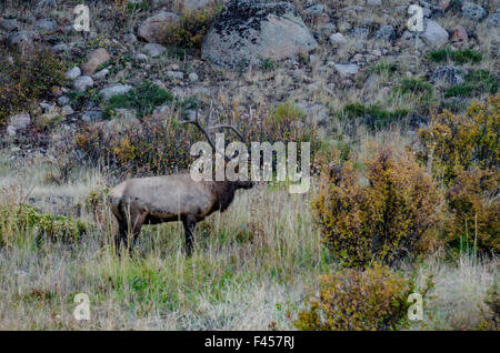 A large bull elk grazes in a rocky field in a park in Colorado Stock Photo