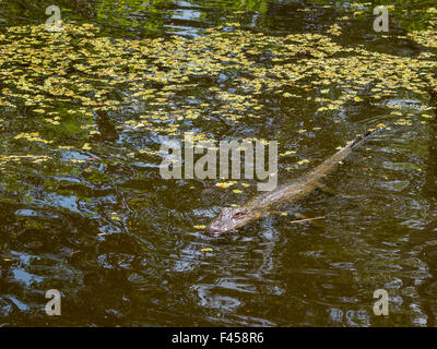 An alligator swims in a  Mississippi River swamp bayou in Jean Lafitte National Park, Louisiana. Note surface vegetation. Stock Photo