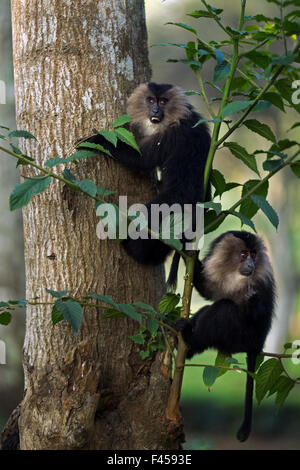 Lion-tailed macaque (Macaca silenus) juveniles in a tree. Anamalai Tiger Reserve, Western Ghats, Tamil Nadu, India. Stock Photo