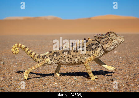 Namaqua chameleon (Chamaeleo namaquensis), Namib Desert, Namibia, April Stock Photo