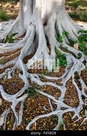 Variegated Banyan tree; Ficus R. Australis Variegata; near Hapuna Beach; Kohala Coast; Big Island of Hawai’i; Hawaii; USA Stock Photo