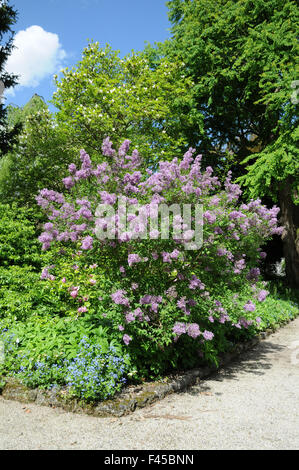 Chinese lilac Stock Photo