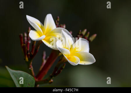 Tiare flower specie Gardenia taitensis in Nepal Stock Photo