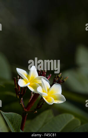 Tiare flower specie Gardenia taitensis in Nepal Stock Photo