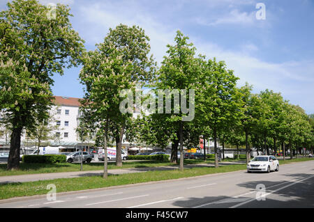 Horse chestnut Stock Photo