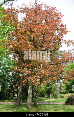 Schwedleri norway maple Stock Photo