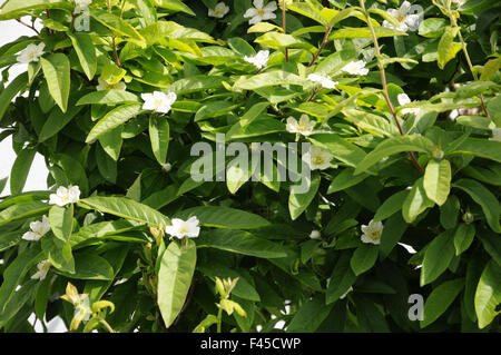 Medlar Stock Photo