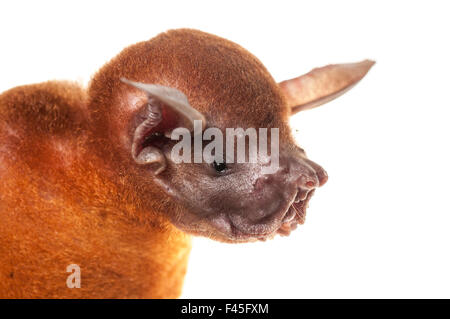 Greater bulldog bat (Noctilio leporinus) portrait, Surama, Guyana. Meetyourneighbours.net project Stock Photo