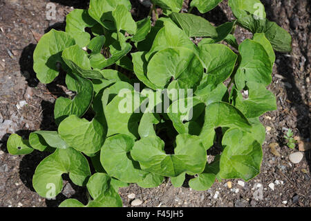 Canadian wild ginger Stock Photo