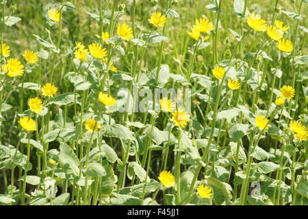 Great leopards bane Stock Photo